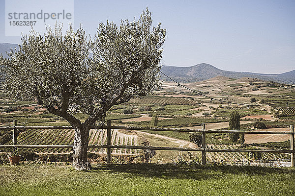 Olivenbaum mit Weinberg im Hintergrund  La Rioja  Pamplona  Spanien