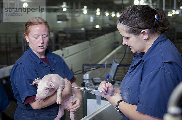 Zwei Tierärztinnen inspizieren ein Babyschwein in einer Produktionsstätte.