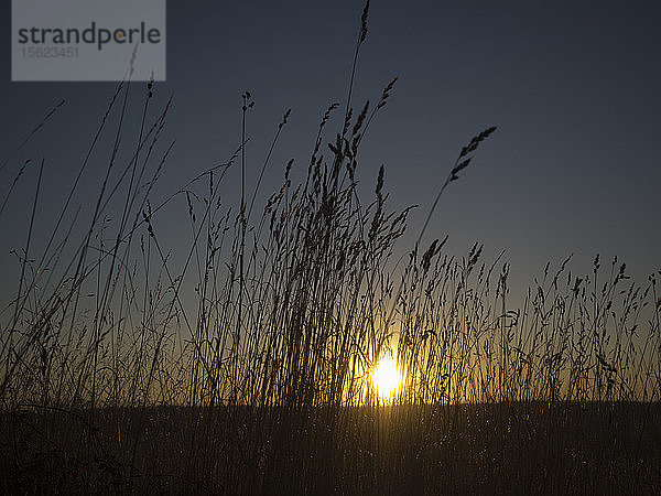 Silhouette von Strohgras bei Sonnenaufgang in Coupeville  Washington  Vereinigte Staaten.