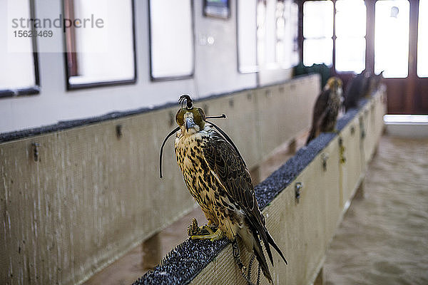 Falke auf dem Falkenmarkt  Falcon Souk  Doha  Katar