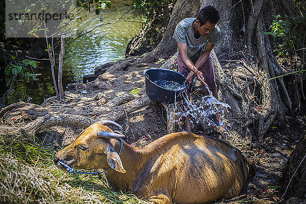 Ein Bauer hilft seiner Kuh an einem heißen sonnigen Tag  Bali  Indonesien.
