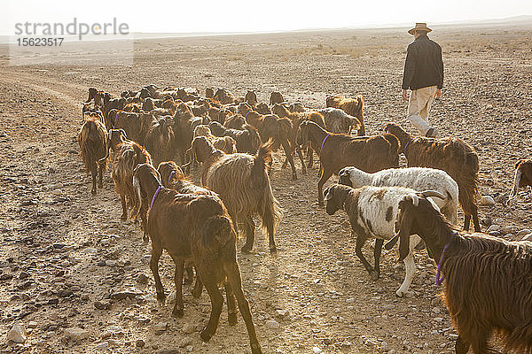 Ein Mann hütet seine Ziegen in der Wüste außerhalb von Ezuz  Israel. Seine Frau Sarah stellt aus der Milch der Ziegen Bio-Käse und -Joghurt her.