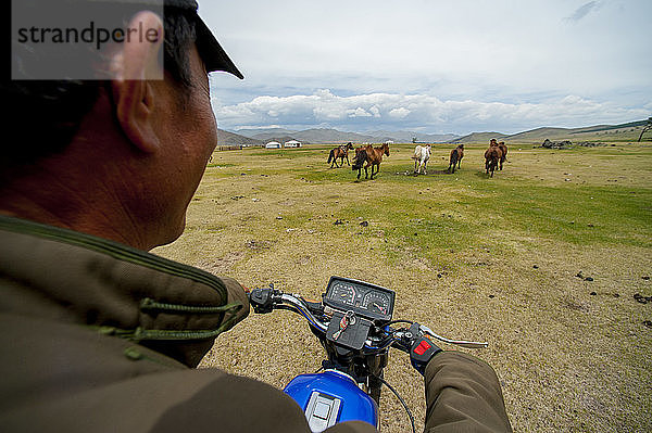 Ein mongolischer Bauer bringt seine Pferde auf dem Motorrad aufs Feld  Mongolei