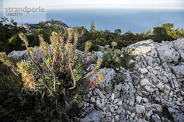 Mediterrane Vegetation auf Sardinien  Italien  auf dem Wanderweg Selvaggio Blu. Dieser Weg führt durch eines der größten und wildesten Gebiete Sardiniens.