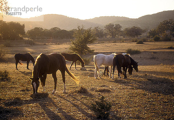 Pferde grasen auf einer Weide in Bandera in Texas Hill Country