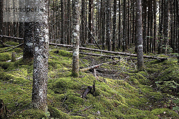 Wald in Maine neben dem Appalachian Trail.