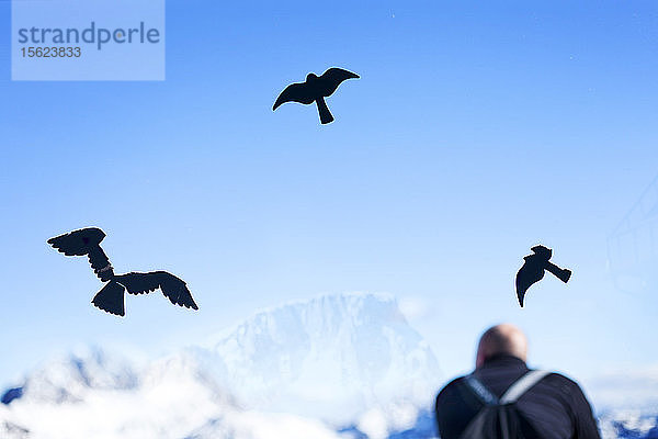 Vogelaufkleber auf Fenster und Mann und Berge im Hintergrund