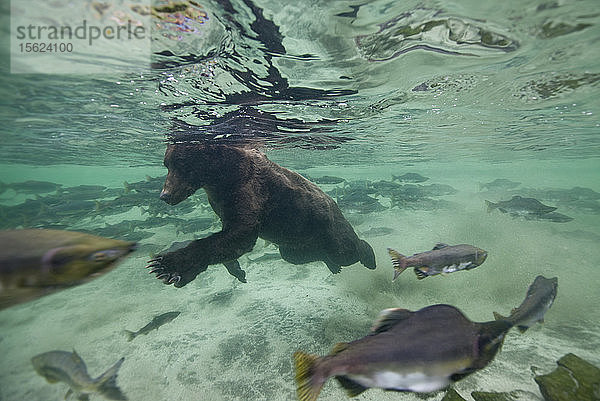 USA  Alaska  Katmai-Nationalpark  Unterwasseransicht eines Grizzlybären (Ursus arctos)  der am Sommerabend in der Kuliak-Bucht nach laichenden Lachsen schwimmt