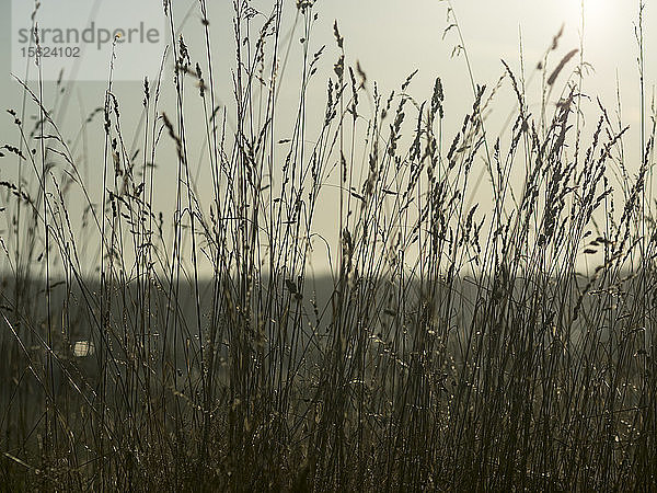 Silhouette von Strohgras bei Sonnenaufgang in Coupeville  Washington  Vereinigte Staaten.