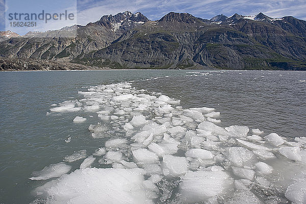 USA  Alaska  Glacier Bay National Park  Eisberge vom Margerie Glacier schwimmen im Tarr Inlet am Sommermorgen