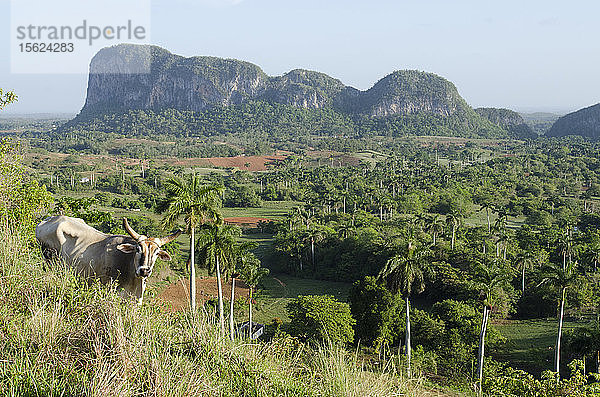 Ochsen auf einem Hügel mit Blick auf das Vi?ï¿½ales-Tal  Kuba.
