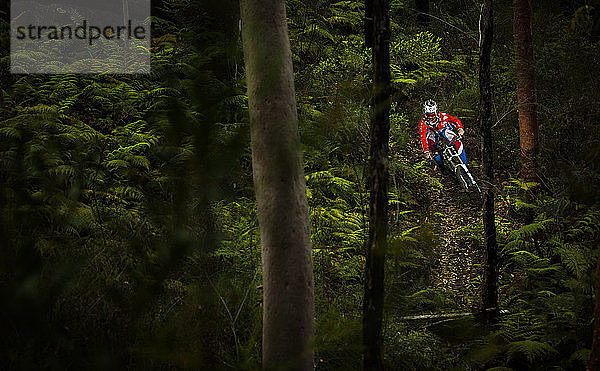 Ein Mountainbiker fährt den Snakes Run auf den Oxford Falls MTB-Trails in den Northern Beaches von Sydney hinunter.