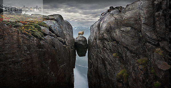 Schafe auf dem berühmten Felsbrocken Kjeragbolten  der 1000 m über dem Meer in einer Felsspalte am Rande des Kjerag-Gebirges eingekeilt ist  Lysefjord  Rogaland  Norwegen
