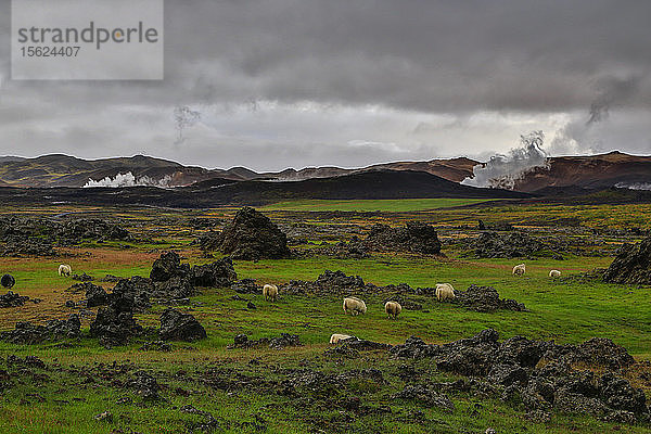 Weidende Schafe im Herbst in Nordisland