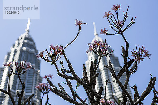 Ein blühender Baum vor den Petronas Towers in Kuala Lumpur  Malaysia.