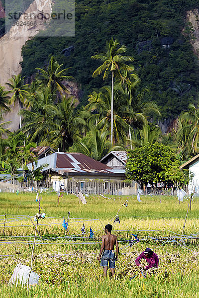 Menschen arbeiten in einem Reisfeld mit Palmen im Hintergrund  Banda Aceh  Sumatra  Indonesien