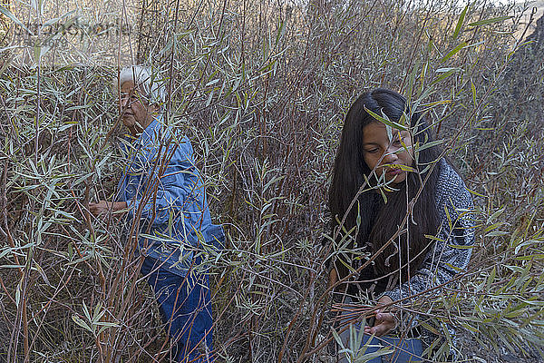 zwei weibliche Mitglieder der Federated Indians of Graton Rancheria sammeln graue Weiden für die Korbherstellung am Tolay Creek  Kalifornien  USA