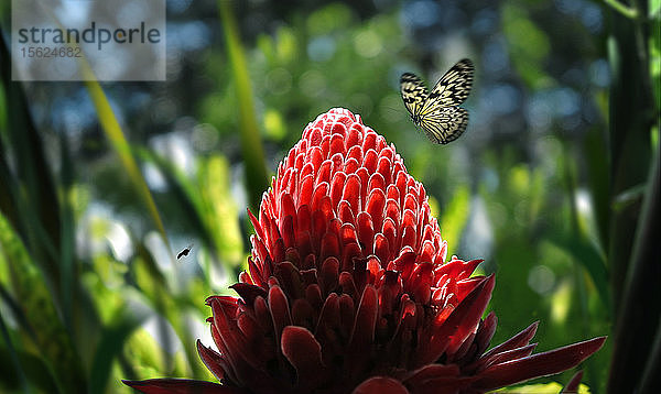 Schöner Schmetterling fliegt über rote Ingwerblüten im tropischen Regenwald  Davao  Mindanao  Philippinen