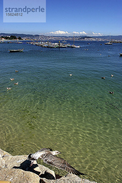 Hafen von Vigo  Pontevedra  Galicien  Spanien