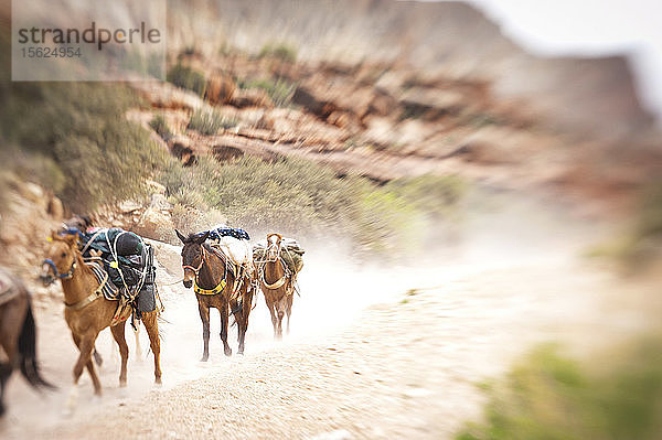 Donkys und Pferde tragen die Ausrüstung von Wanderern aus dem Grand Canyon.