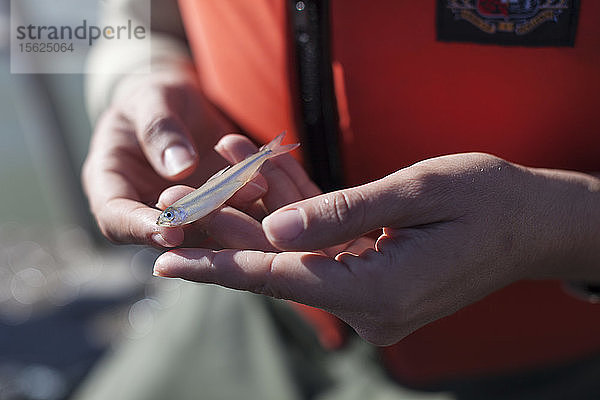 Die Umweltwissenschaftlerin Lauren Damon vom California Department of Fish and Wildlife führt im Frühjahr ein Kodiak-Schleppnetz für Delta Smelt im kalifornischen Delta bei Antioch  CA  durch. Sie fanden nur einen erwachsenen Fisch.