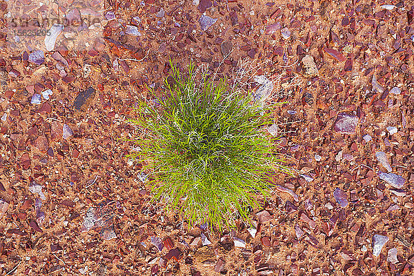 Eine grüne Pflanze entspringt aus orangefarbener Erde  die mit rotem Feuerstein übersät ist  Water Canyon  Canyonlands National Park  Utah.