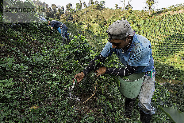 Ein junger Mann gießt auf einer Kaffeefarm im ländlichen Kolumbien Dünger auf die Basis junger Kaffeepflanzen.
