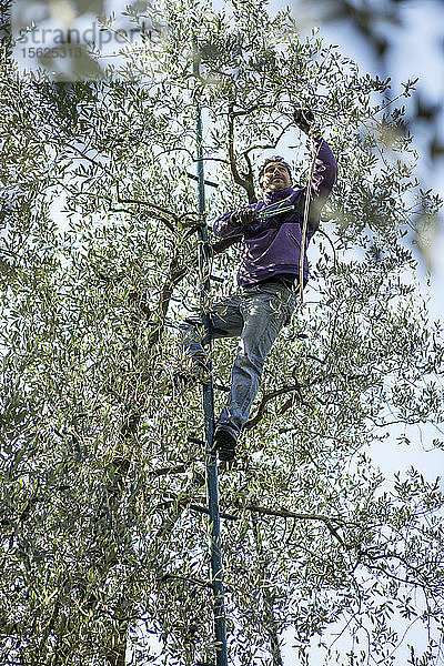 Blick auf einen Mann auf einer Leiter  der Oliven vom Baum erntet  Arco  Trentino  Italien