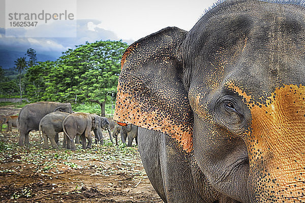 Sri Lanka - Pinnawela Elefantenwaisenhaus für wilde asiatische Elefanten (Provinz Sabaragamuwa  Sri Lanka)