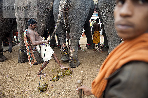 Mahouts mit Elefanten während eines Tempelfestes  Kottayam  Kerala  Indien.