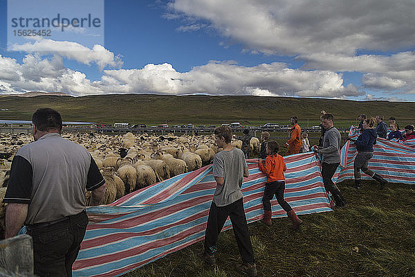 Isländische Familien hüten Schafe beim jährlichen Herbstschafauftrieb in Svinavatn  Island. Jedes Jahr im September werden über 10 000 isländische Schafe nach Hause getrieben  nachdem sie den ganzen Sommer über frei in den Bergen und Tälern geweidet haben. Dieser Schafsumtrieb  Rettir genannt  ist eine der ältesten kulturellen Traditionen in Island.