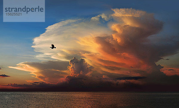 Ruhige Szene mit Silhouette eines Vogels  der bei Sonnenuntergang über dem Amazonas gegen den Himmel fliegt  Brasilien