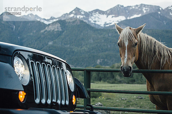 Auto parkt neben einem Pferd  das hinter einem Zaun steht und in die Kamera schaut  Colorado  USA