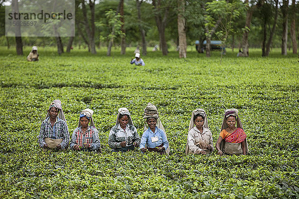 Arbeiterinnen im Teegarten in Dibrugarh