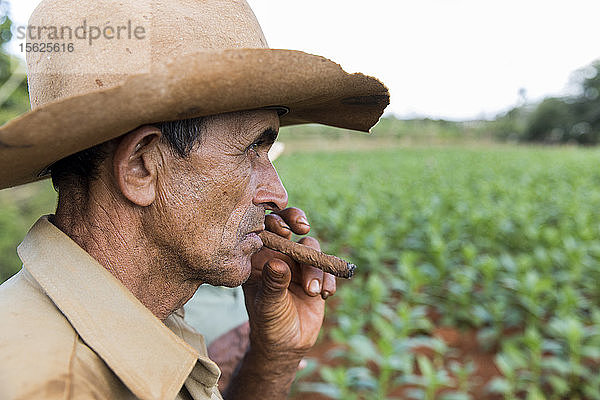 Profil eines reifen Bauern  der auf einer Tabakplantage Zigarre raucht  Vinales  Provinz Pinar del Rio  Kuba