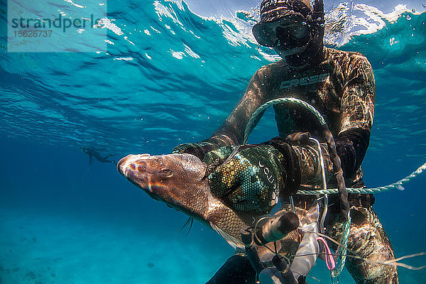 Taucher  der beim Speerfischen im Meer einen Margenfisch (aus der Familie der Grunzer) fängt  Clarence Town  Long Island  Bahamas