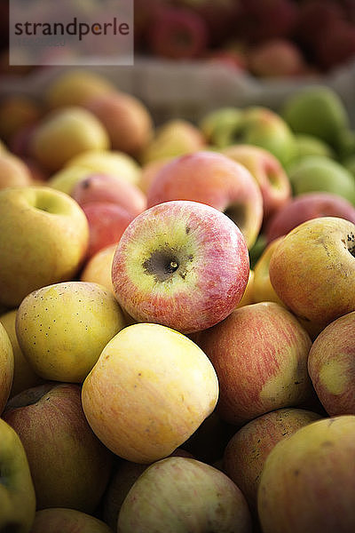 Nahaufnahme von frischen Äpfeln vom Bauernhof. Kalifornien  USA.