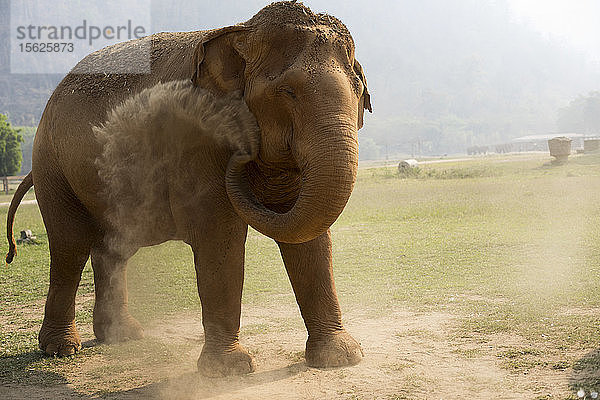 Frontansicht eines Staub werfenden Elefanten  Chiang Mai  Thailand