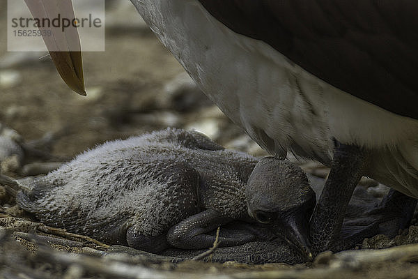 Nazca-Tölpelmutter mit einem neugeborenen Küken  Genovesa-Insel  Galapagos-Inseln  Ecuador.