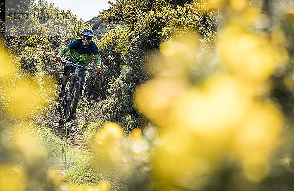 Ein Mountainbiker fährt auf einem Single-Track  umgeben von gelbem Ginsterbusch