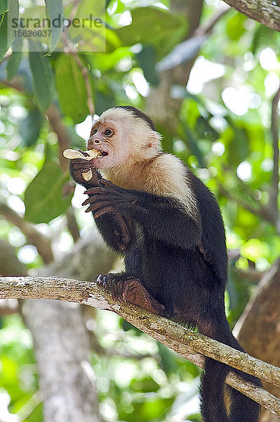 Weißkehl-Kapuzineräffchen auf einem Baum beim Fressen im Nationalpark Manuel Antonio  Costa Rica