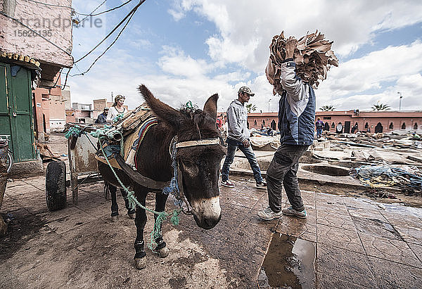 Männer mit Esel bei der Arbeit in einer Ledergerberei in Marrakesch  Marokko