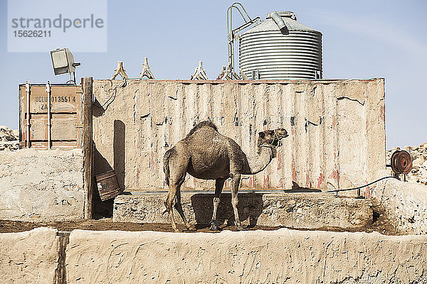 Ein Kamel und ein Wasserturm in Khan Be'erotayim in Ezuz  Israel.