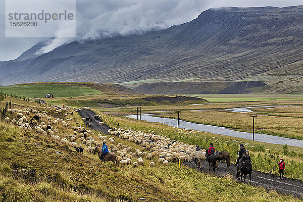 Jährlicher Herbsttrieb der Schafe durch das Vatnsdalur-Tal in Island. Jedes Jahr im September werden mehr als 10.000 isländische Schafe nach Hause getrieben  nachdem sie den ganzen Sommer über frei in den Bergen und Tälern geweidet haben. Dieser Schafstrieb  Rettir genannt  ist eine der ältesten kulturellen Traditionen Islands.