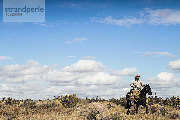 Cowboy reitet Pferd unter dem Kaktus Feld in Colorado