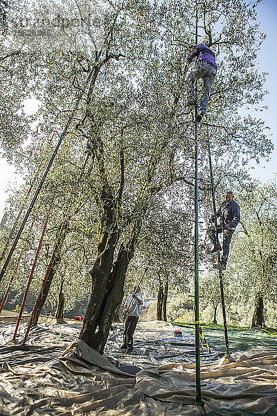 Gruppe von drei Männern bei der Olivenernte  Arco  Trentino  Italien