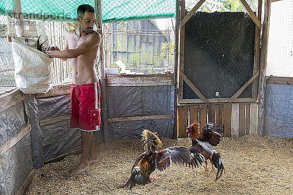 Zwei Hähne kämpfen  während sie für den Hahnenkampf trainiert werden  Vinales  Provinz Pinar del Rio  Kuba