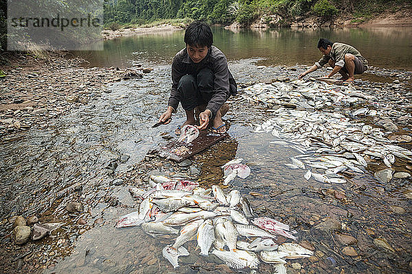 Männer weiden die Fische aus  die sie in ihrem Lager am Fluss Nam Ou im nationalen Schutzgebiet Phou Den Din in Laos gefangen haben. Das Gebiet wird von Jägern und Fischern frequentiert  die innerhalb der Parkgrenzen zelten und wildern  obwohl (oder vielleicht ohne zu wissen) dass dies eigentlich illegal ist.