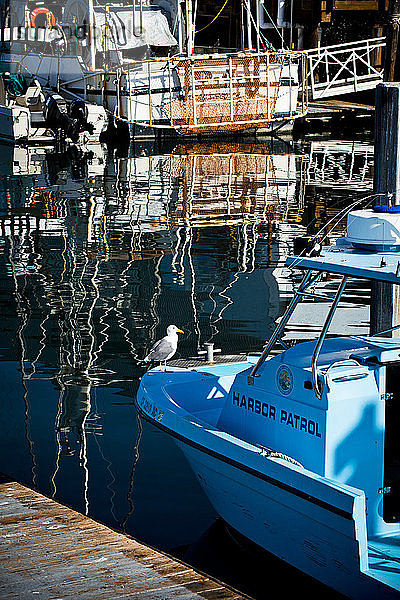 Eine Taube sitzt auf einem Polizeiboot im Fischereihafen von Morro Bay  Kalifornien.