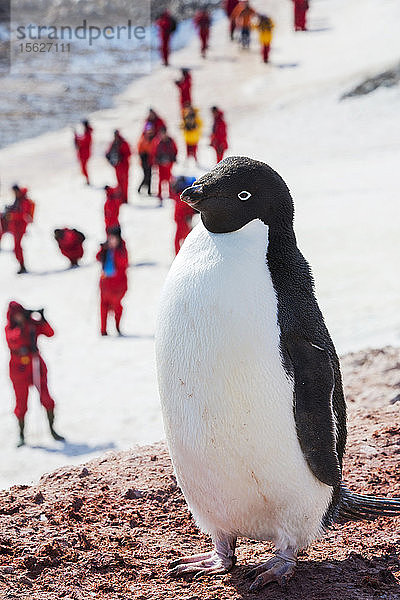 Adeliepinguine  Pygoscelis adeliae an den Madder Cliffs  Suspiros Bay  am westlichen Ende der Joinville-Insel  Antarktis. Adeliepinguine sind eine echte antarktische Art  die unter den Folgen des Klimawandels leidet. Die Antarktische Halbinsel  ihr einziges Brutgebiet  gehört zu den sich am schnellsten erwärmenden Gebieten des Planeten. Dies veranlasst die Adelies  nach Süden zu wandern. Ihre Zahl geht zurück  da sie sich fast ausschließlich von Krill ernähren  der ebenfalls infolge des Klimawandels abnimmt.